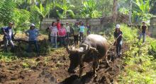 Actual plowing using carabao as demonstrated by a training participant. 