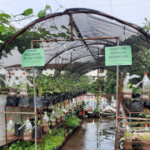 Urban Garden in MRB Compound