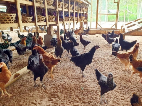 free-range chicken farming